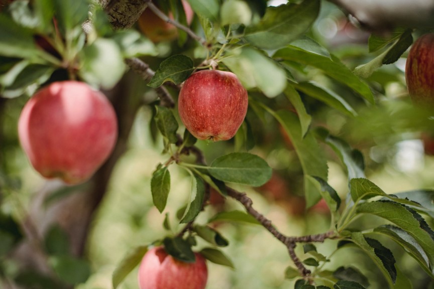 red apple hanging off tree, one of worlds most wasted foods